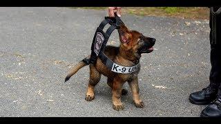 20 minutes of k9 takedowns