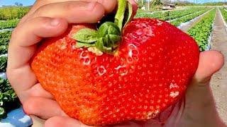 The biggest strawberry I’ve ever seen!!!