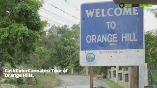 Welcome to Orange Hill: CashColorCannabis Host Treks To The Jamaican Mecca for Cannabis