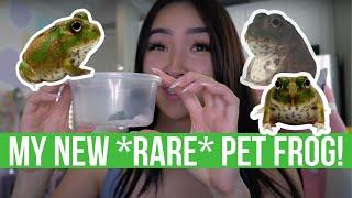 MEET MY NEW *RARE* PET FROG! (ADORABLE)