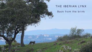 The Rise of the Iberian Lynx - a Conservation Miracle