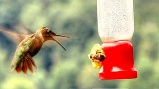 Hummingbird Versus BumbleBee