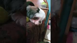 https://youtube.com/shorts/KREB7Lqn8zg?si=-a2Bl1JiurSLwn1W