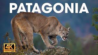 PATAGONIA - El Último Ecosistema Salvaje de la Tierra | Documentales completos