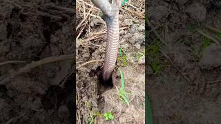 AMAZING, fishing for eels finds snakes #shorts #snake