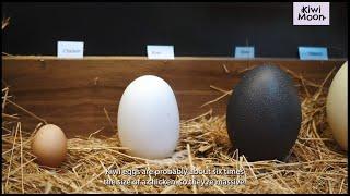 Kiwi Moon - Kiwi egg facts