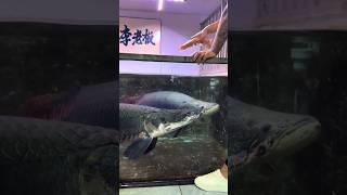 Arapaima fish ate albino  clown knife fish #arapaima #monsterfish #viralshorts #shorts #ytshort