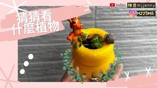 ［開箱］維尼的植栽公仔盲盒之因該是羅勒#陳君#臺灣#mjjdms#陳君mjjenny#taiwan