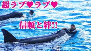 パフォーマンス中もラブラブでほっこり^^ 鴨川シーワールド シャチショー KamogawaSeaWorld  orca killerwhale