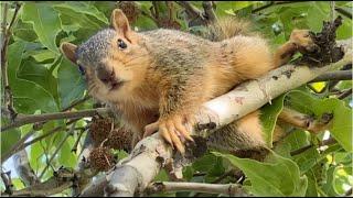 A Fearless Squirrel