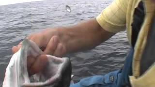 Huge Lake Trout Clip from Catch The Fever