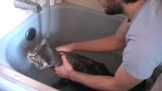 Bathing My Cat, Murphy... How Sweet