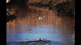 I AM THE TEANECK CREEK