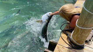 Feeding Tarpon at Robbie’s Marina of Islamorada, Florida