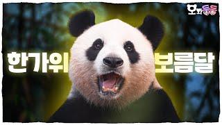 (SUB) PANDA's Chuseok at PANDA WORLD│Panda World