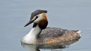 10 Facts About Great Crested Grebes