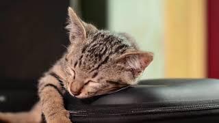 beautiful relaxing stress relief music / sleep music / meditation music