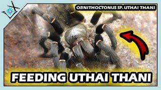 Feeding Dancing Earth Tiger Tarantulas | Ornithoctonus sp. Uthai Thani【Tarantula Feeding】