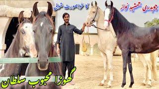 Ch Jamshaid Nawaz Ka Shok | Most Beautiful Nukra Ghoda