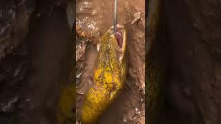 Outdoor eel fishing, fishing eels in the countryside, my rural life, real outdoor, it turns out