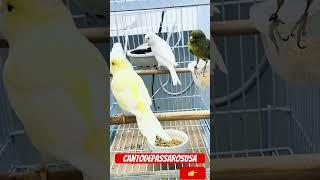 Canary singing/ canário belga #bird #canariobelga #canary