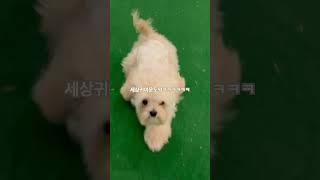 #반려견 #강아지 #말티푸 #토리 #토리의하루 #puppy #pets #maltipoo