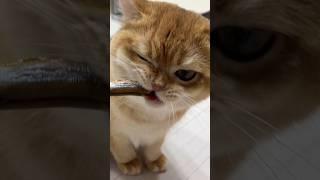 약 10개월 캣초딩의 열빙어 먹방 ASMR  #britishshorthair #고양이 #cat #kitty #고양이일상 #열빙어 #kitten #catlover #cute