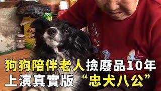 12岁狗狗陪伴奶奶捡废品10年，不离了不弃照顾老人，现实版忠犬八公