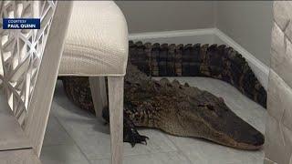 Florida man finds gator in living room