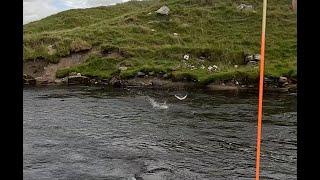 Salmon fishing on the river Thurso day 6