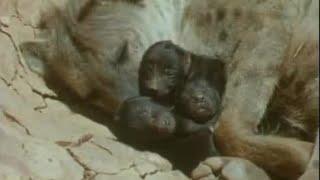 Incredible Births in the Wild | Attenborough: Trials of Life | BBC Earth