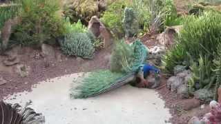 Peacock Mating 11