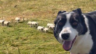 Amazing sheepdog working sheep on a Sunday