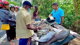 Best!! Village Road Mass Fish Market Live Worth Trading Traditional Fish Cutting Secrets