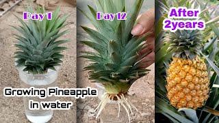 How to Grow Pineapple with Water at Home / Growing Pineapple Plants In Containers by NY SOKHOM