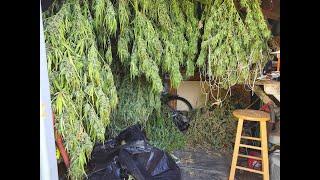 80 Lbs. Rando Is Ganja Insane, Huge Blue Dream & Maui Harvest, Best Year Ever.