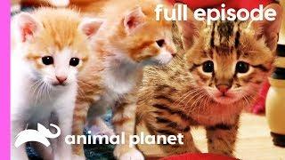 Domestic Shorthair, Savannah, and Siberian Kittens! | Too Cute! (Full Episode)