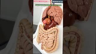 Stomach animation#Understanding function and structure#biology #animation #medicaleducation