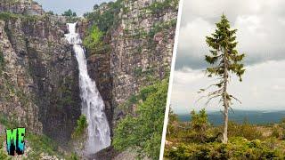 This is the World's Oldest Tree and Tallest Waterfall in Sweden (VLOG)