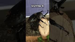 학교에서 키우던 장수풍뎅이가 결국...