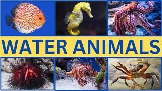 Water Animals Around the World || Water Animals for Kids