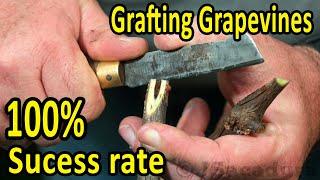 BEST grafting technique when GRAFTING GRAPEVINES | 100% success rate with healthy stocks and scions