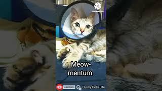 CAT-tastic MEOW-tivationin Action #shorts #viral #funnycats #shortsfeed #catlover #QuirkyPet'sLife