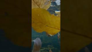 Autumn Underwater #fallfoliage #autumn #fall