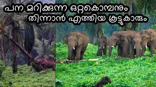 പന മറിക്കുന്ന കാട്ടുകൊമ്പൻ ഒറ്റകൊമ്പനും   പന തിന്നാൻ എത്തിയ മറ്റു നാലു കൊമ്പന്മാരും  