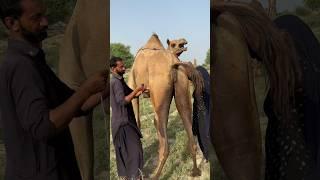 desert life in rajasthan#rural life  video #villagelife #cholistan #rajasthan #thar