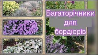 Декоративні, невибагливі, улюблені багаторічники для бордюрів 