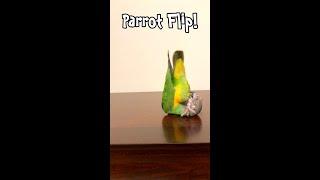 Senegal Parrot Somersault Flip #Shorts