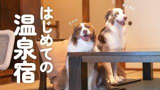 はじめての温泉宿で子供みたいに探検してはしゃぎ回る大きい犬達が可愛すぎる【ボーダーコリー・オーストラリアンシェパード】