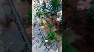 #мульчирование #органическоеземледелие #клумба #дачныйвлог #садовод #дачныеистории #дачныесоветы